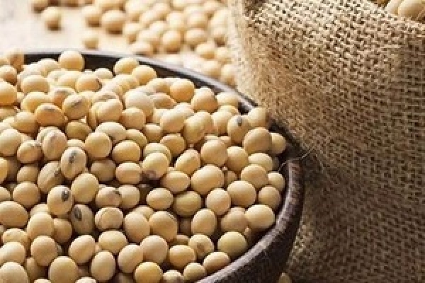 India's soybean exports to Iran could hike: Indian official